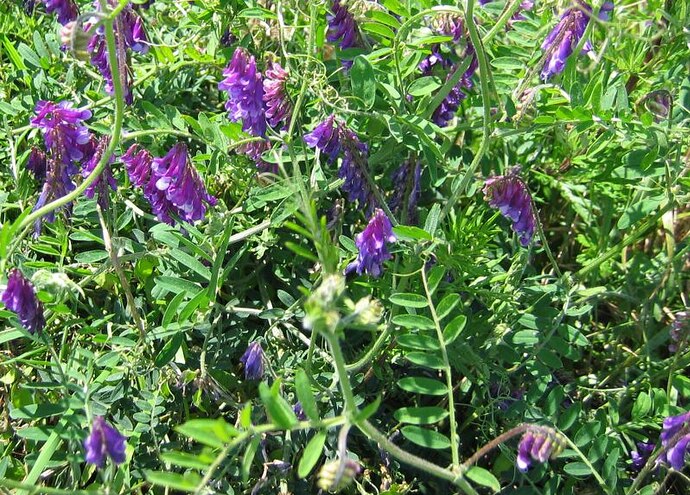 Vicia_villosa