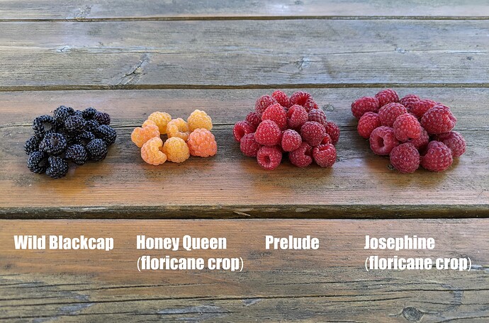Raspberry Mix