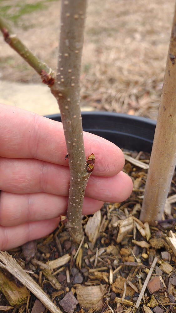 IMG_20260211_135305404