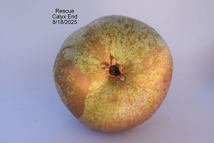 RESCUE CALYX 8-18-2025RS