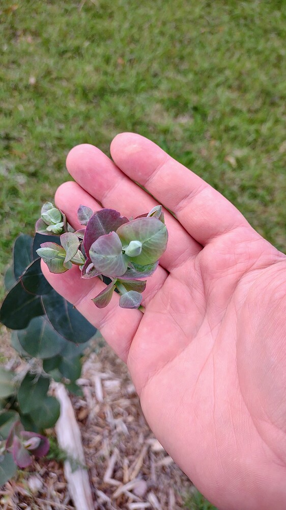 IMG_20250411_155007472~2