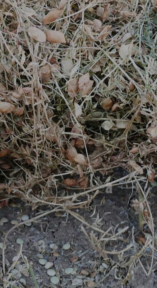 Screenshot_20251015_011048_Samsung Internet