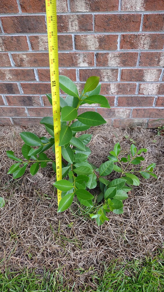 IMG_20250707_094538427