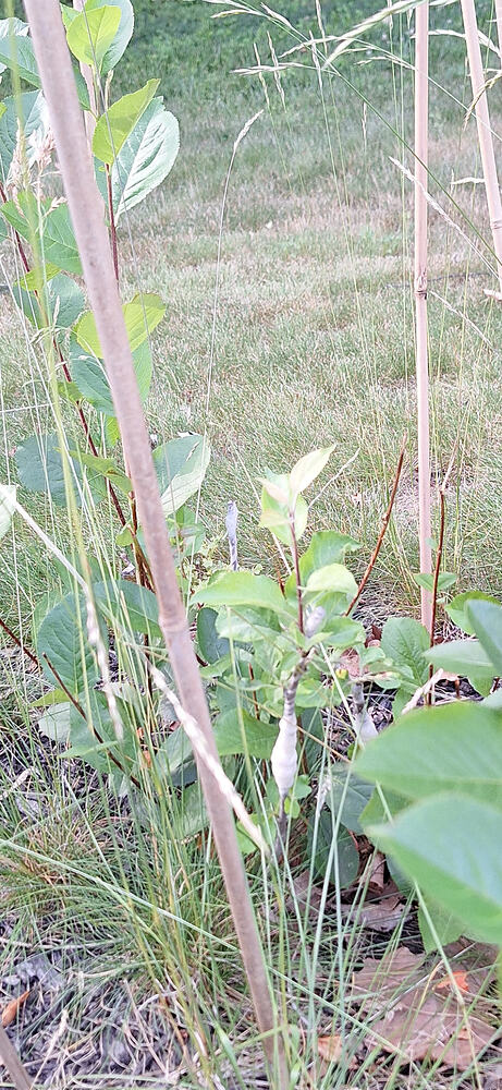 apple on aronia 2