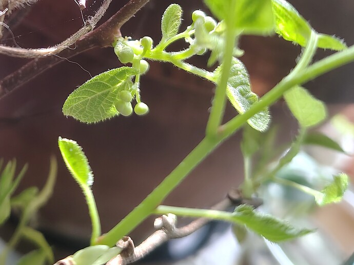 IMG_20260302_093559163_HDR~2