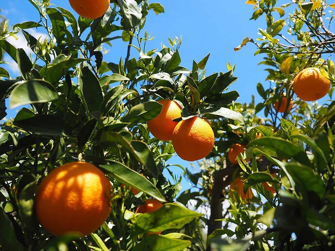 satsuma tree lighting condition
