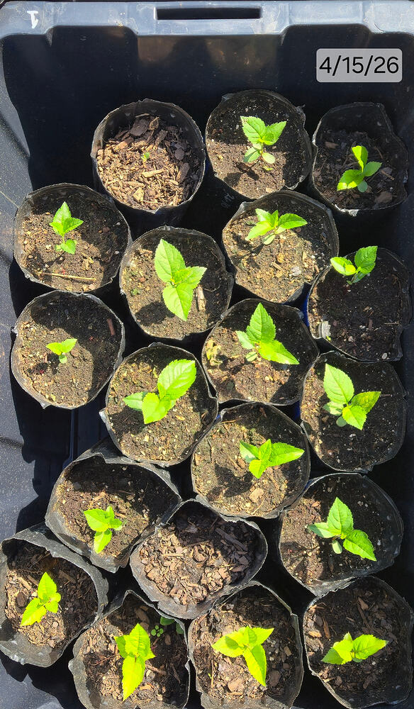 2026 04-15 Seedlings 1
