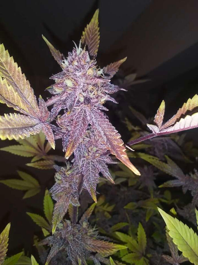 Screenshot_20260216_124321_Snapchat