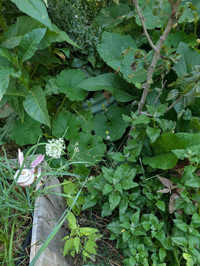 PXL_20260725_205450659