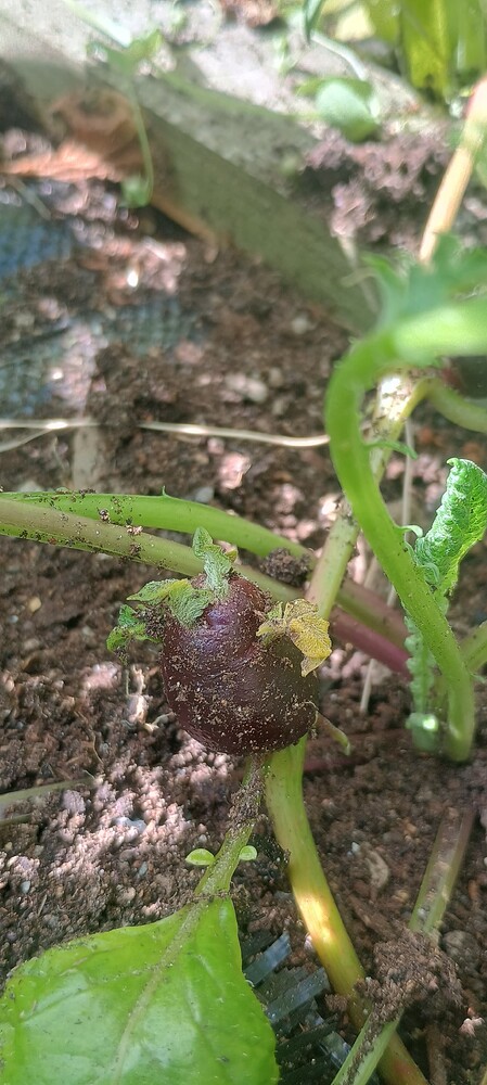 IMG_20250709_095003001_HDR