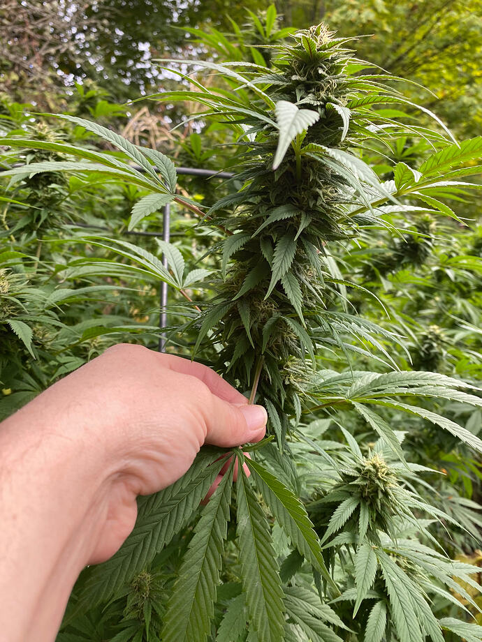 65584797524__BADA4330-7FCF-4B17-8F5C-623703F55E26