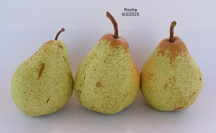 Rocha 9-2-2025DSC_0001RS