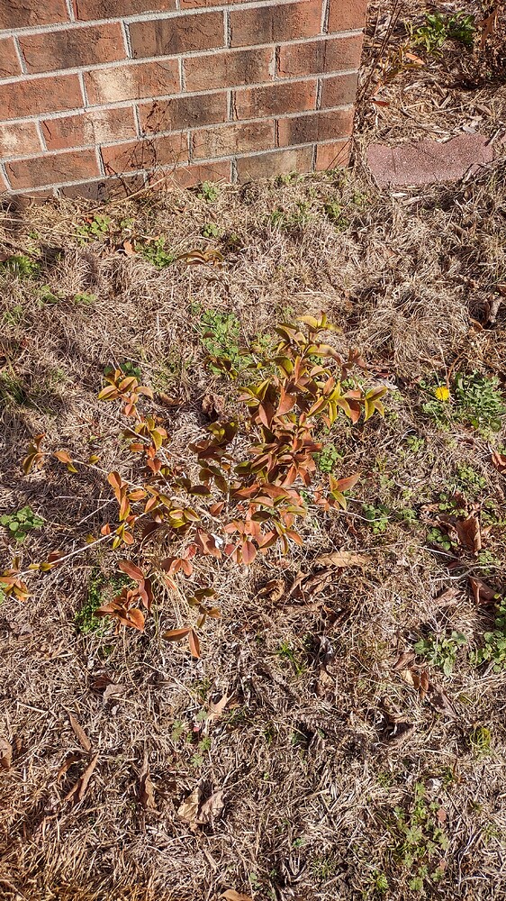 IMG_20251221_122521427_HDR