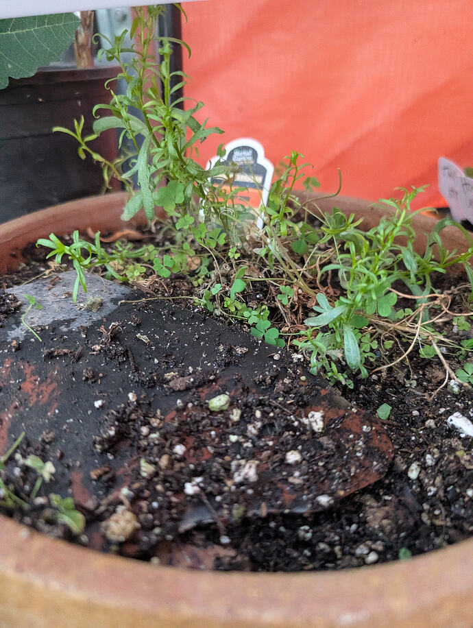 PXL_20260323_144135385