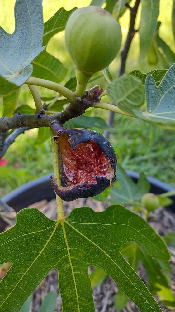 IMG_20250718_165447493_HDR