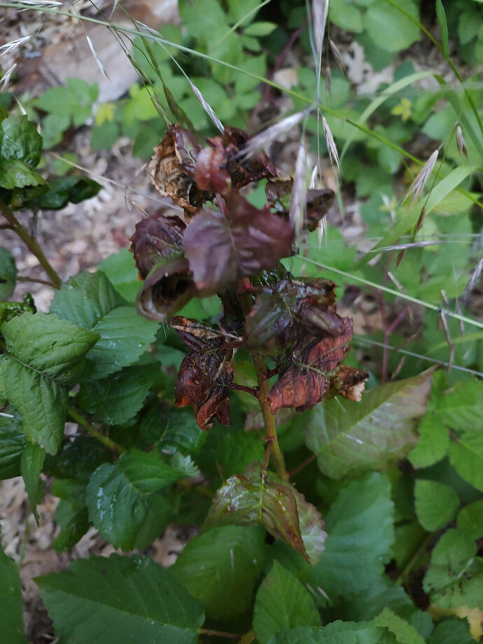 Cherry Seedling