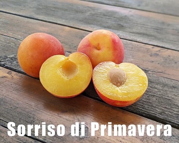 Sorriso di Primavera_2025