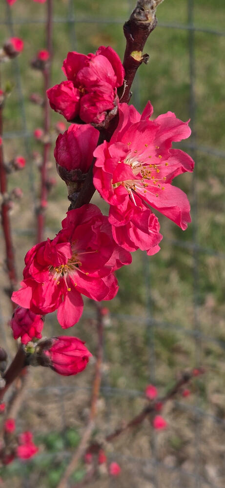 Resizer_17736063797161