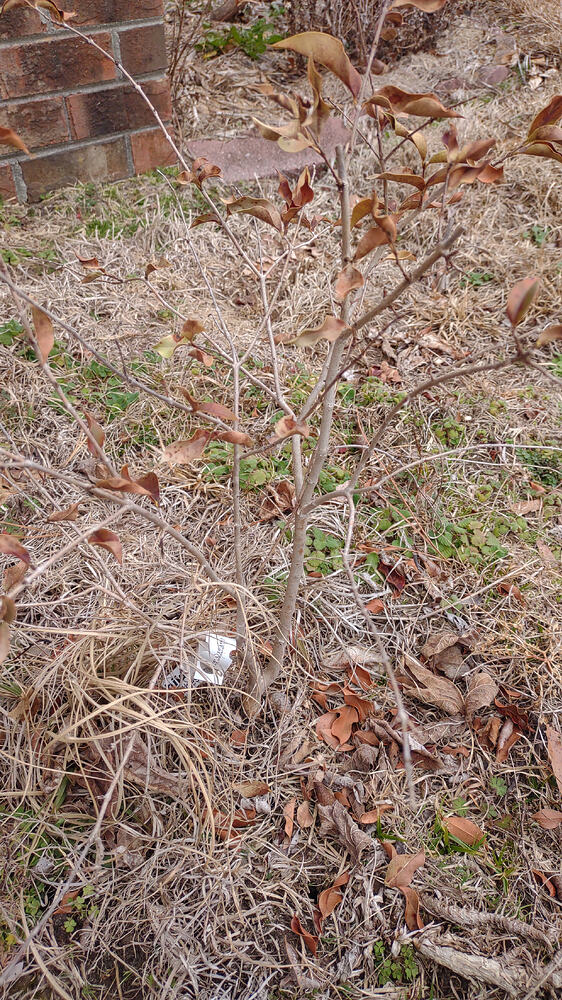 IMG_20260211_133031215