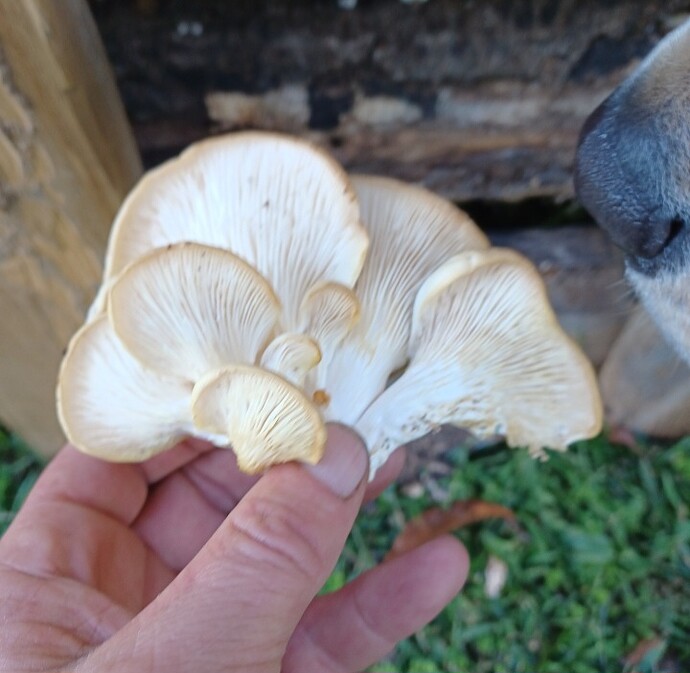 Screenshot_20251011_160143_Gallery