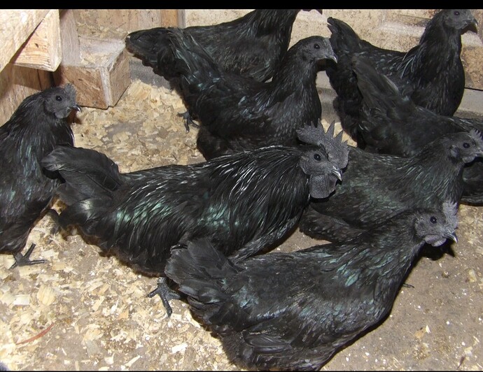 Screenshot_20260217_022135_eBay