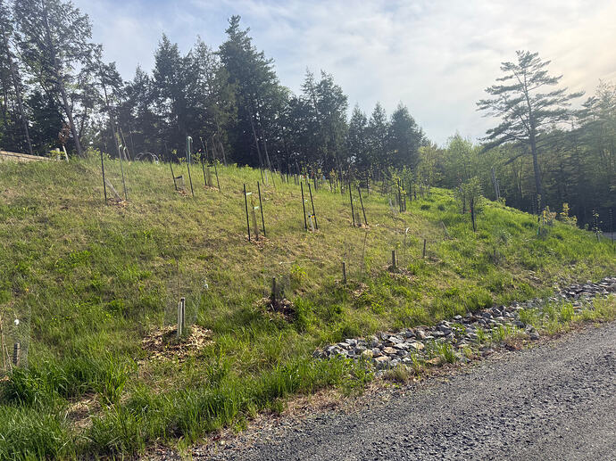 The hill