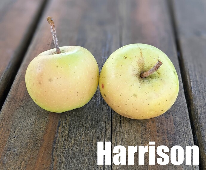 Harrison_2025