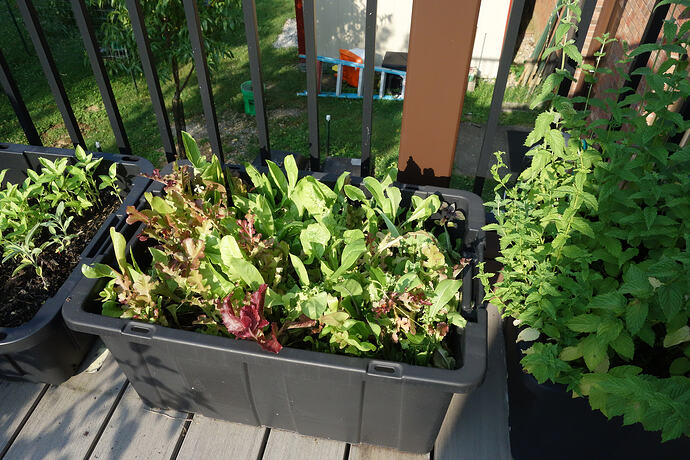 bitter lettuce (1)