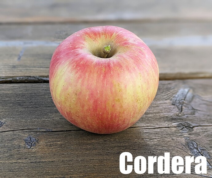 Cordera_2025