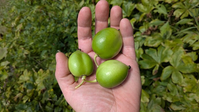 handful of mayapples