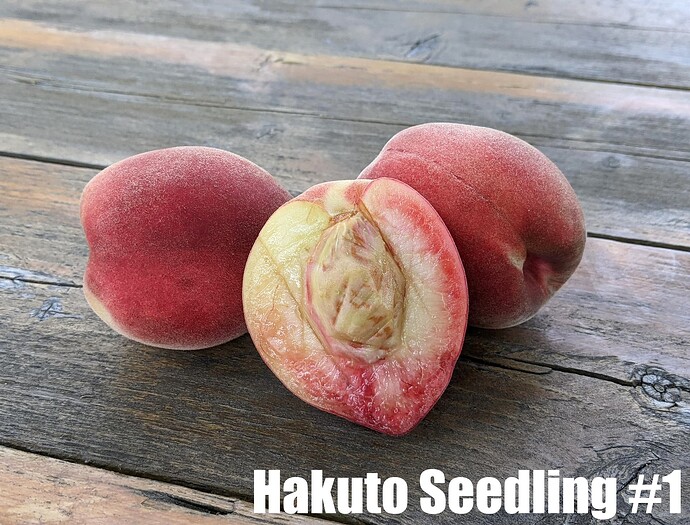 Hakuto Seedling #1_2025
