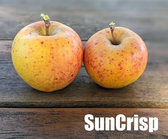 SunCrisp_2025