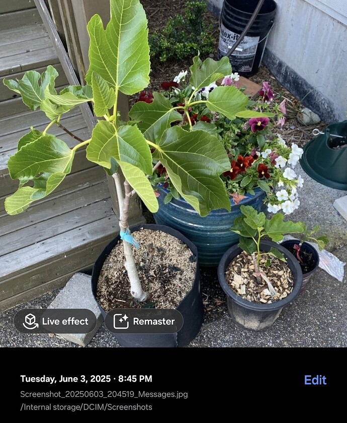 Screenshot_20250804_043155_Gallery