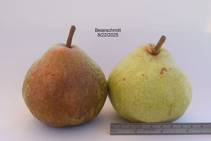 BEIERSCHMITT 8-22-2025RS