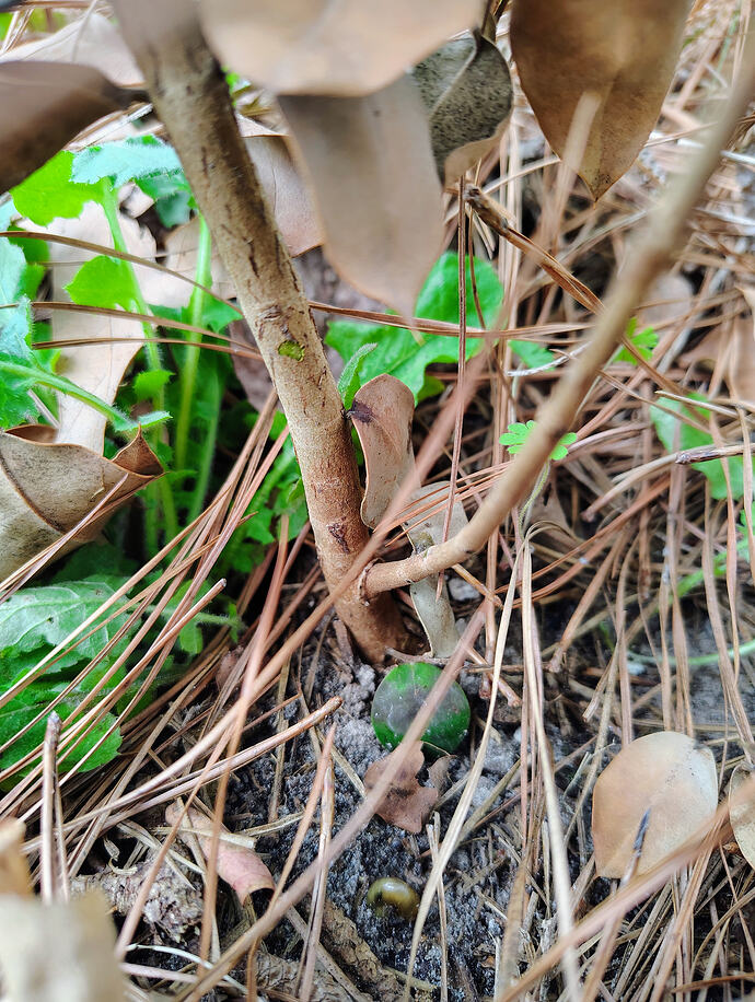 IMG_20260307_110833852_HDR_AE