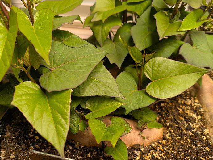 Stokes Sweet Potato Slips