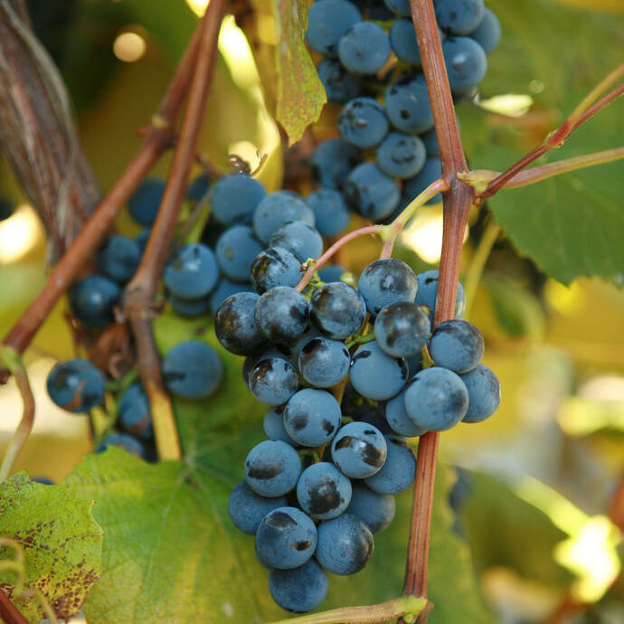 double-a-vineyards-concord-grapevines_3_4a1bc924-bd9b-4c62-874e-9809fab8f917