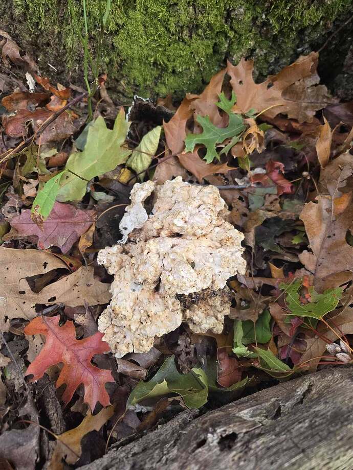 574469178_10234473455872586_8884339442239763090_n