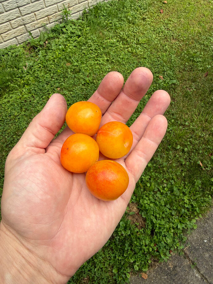 IMG_0627