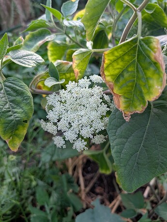 PXL_20250707_033437397