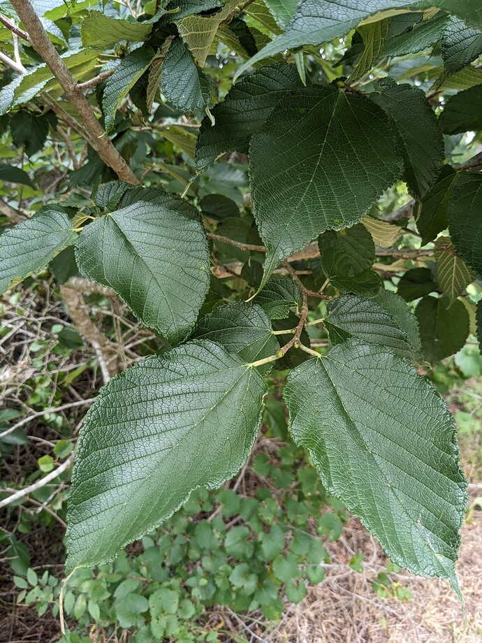 PXL_20250704_165607893