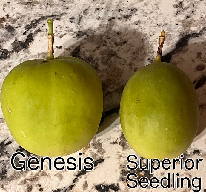 genesis passionfruit
