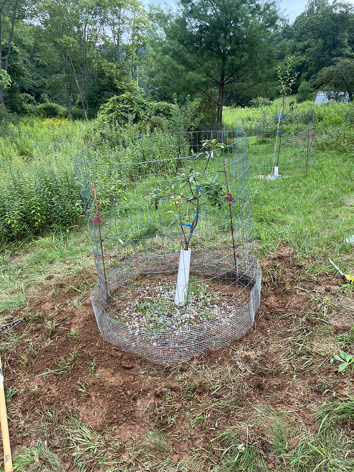 apple tree 3