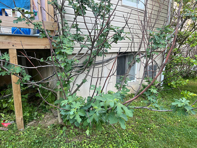 Fig_ph_06-13-2026