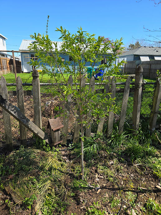 Beauty (entering year 2)