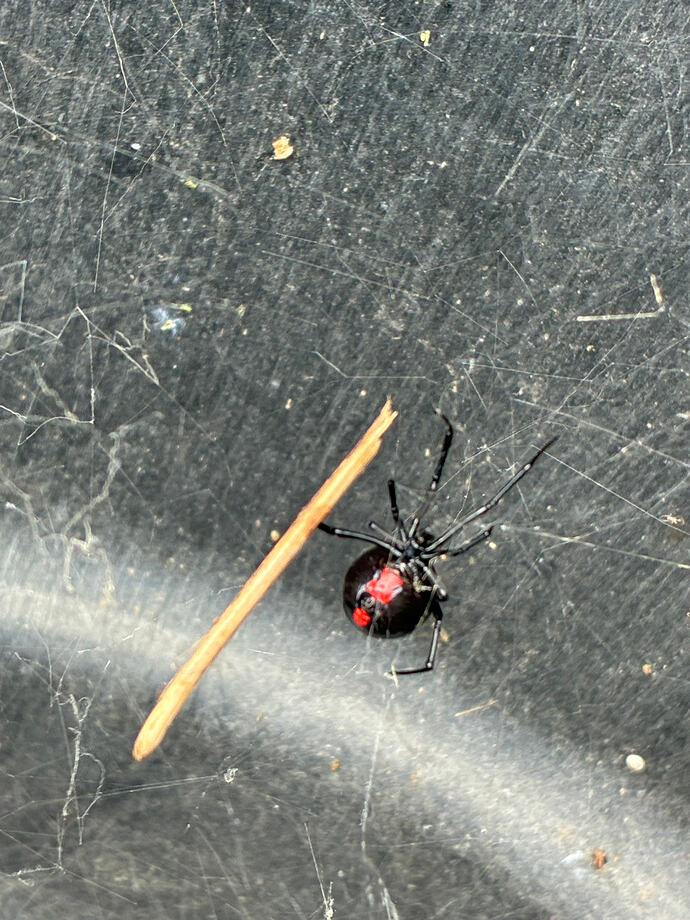 black widow