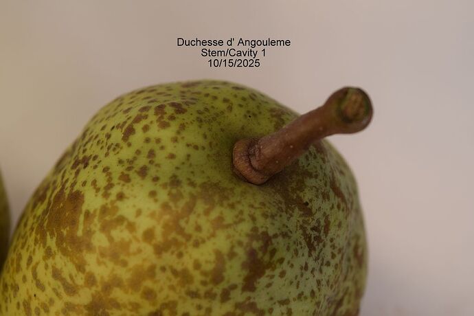 Duchesse d' AngoulemeStem1 10-15-2025RS