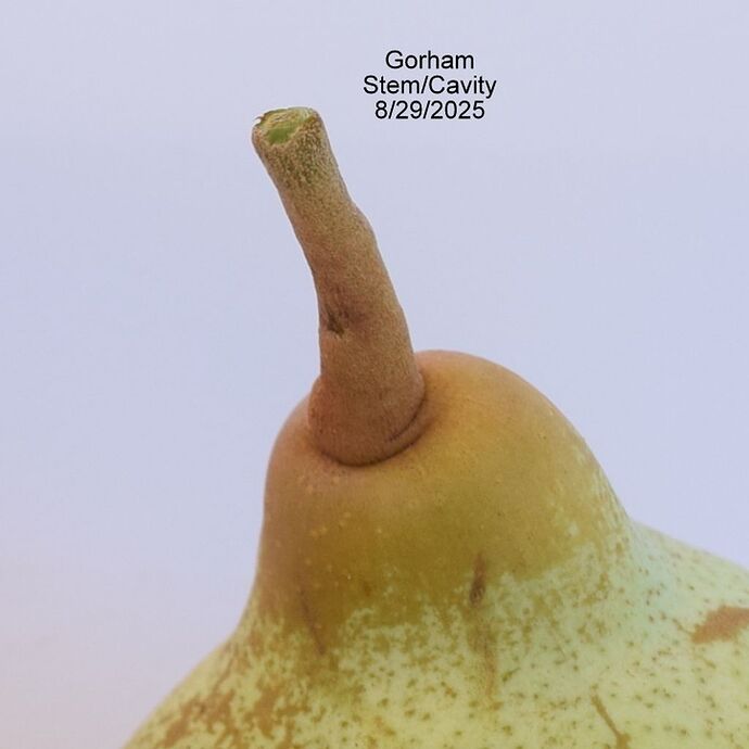 Gorham Stem 8-29-2025RS