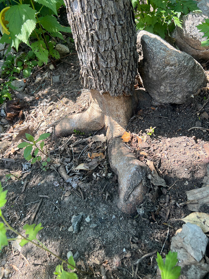 Sherwood_girdled_1_06-07-2026