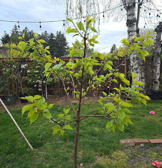 Flavor Delight Aprium